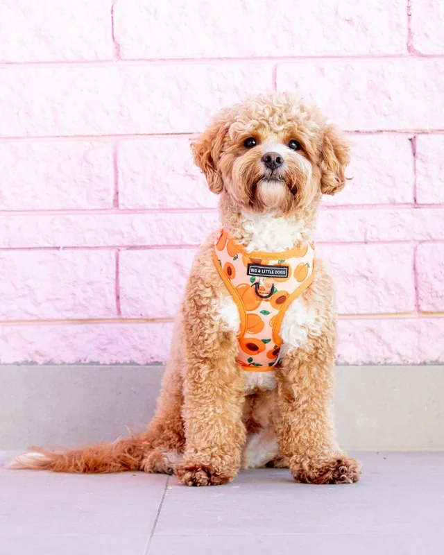 Adjustable Dog Harness in Just Peachy