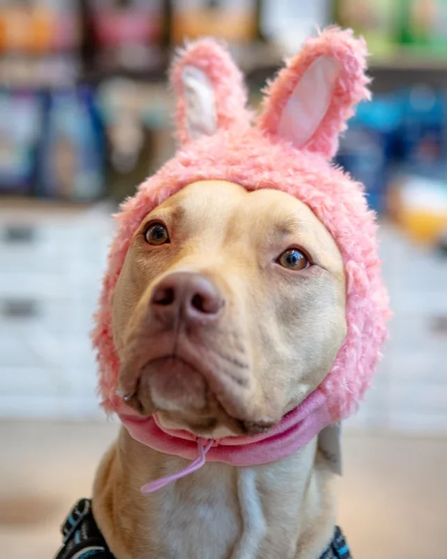 Bunny Ears Hat for Dogs & Cats