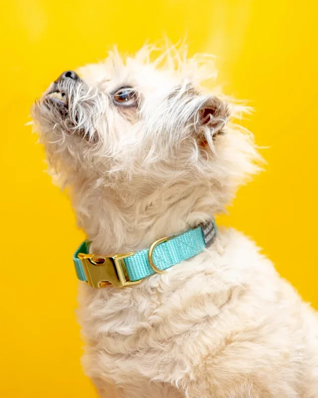 Side-Release Buckle Dog Collar in Aqua (Made in the USA)
