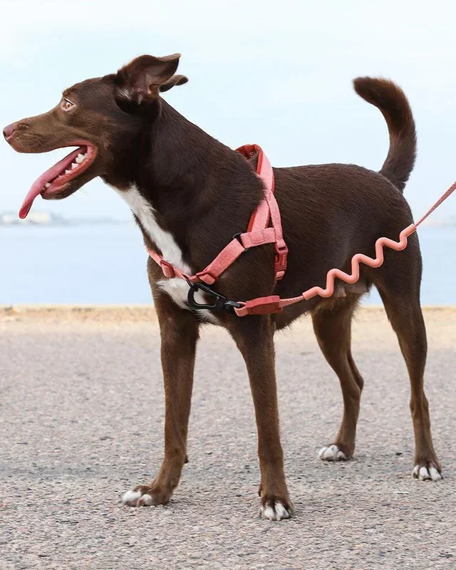 SofterWalk No-Pull Dog Harness in Canyon (FINAL SALE)