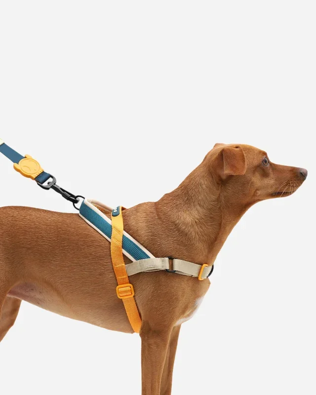 SofterWalk No-Pull Dog Harness in Voyage