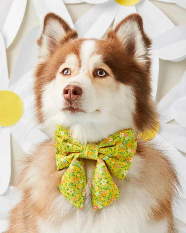 Sunny Meadow Spring Lady Dog Bow