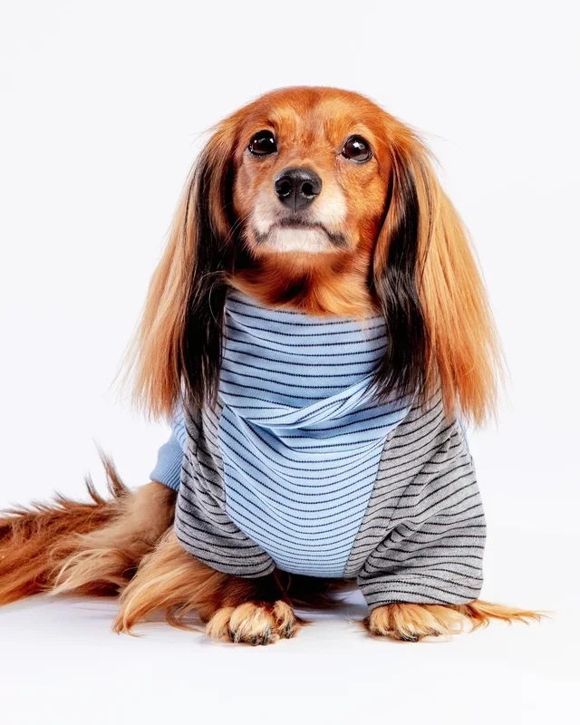 The Marlin Organic Cotton T-Shirt for Long Dogs (Made in the USA)