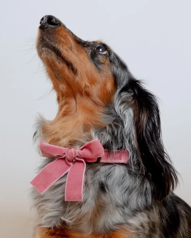 Velvet Dog Bow Collar Set in Primrose Pink (Made in the USA)